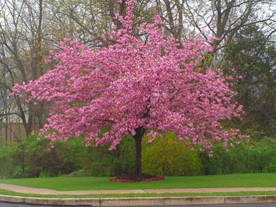 Cherry Tree From Seed, Cherry Bonsai, Flowering Crabapple, Prunus Serrulata, Weeping Cherry Tree, Flowering Cherry Tree, Tree Seedlings, Live Tree, Cherry Trees