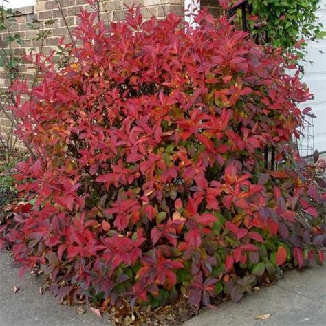 itea henry's garnet - - Yahoo Image Search Results Virginia Sweetspire, Native Landscape Design, Plants For Full Sun, Plants For Fall, Gardening Zones, Low Maintenance Landscaping, Garden Shrubs, Ideas For Garden, Sandy Soil