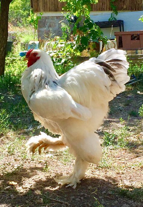 Splash light brahma Light Brahma, Como Plantar Pitaya, Brahma Chicken, Domesticated Animals, Chicken Houses, Rooster Breeds, Giant Chicken, Ranches Living, Coop Design