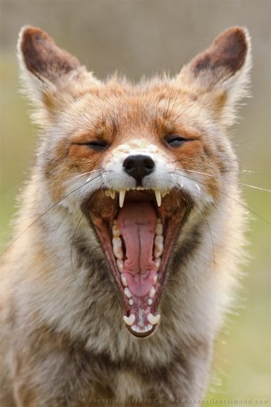 Fox yawns http://www.huffingtonpost.com/roeselien-raimond/fox-yawns_b_5677700.html Yawning Animals, Fox Reference, Quite Luxury, Animal Study, Most Beautiful Animals, Pet Fox, Rare Animals, Pretty Animals, Wild Dogs