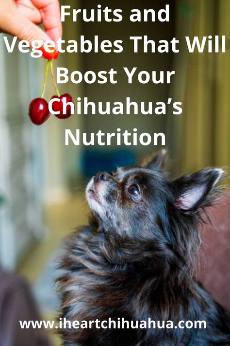 Including fruit and vegetables in your chihuahua’s diet is an easy and natural method to make it better. They can be used to substitute processed dog treats in your dog’s meals or as a nutritious snack. Cooking Grains, Alfalfa Sprouts, Natural Diet, Eat Meat, Low Calorie Snacks, Nutritious Snacks, Homemade Dog Food, Dog Snacks, Wild Dogs