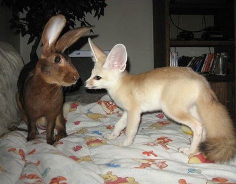 really unlikely friends Unlikely Animal Friends, Unusual Animal Friendships, Unique Rabbit, Unlikely Friends, Fox And Rabbit, Cute Bear Drawings, Fennec Fox, Jack Rabbit, Animals Friendship