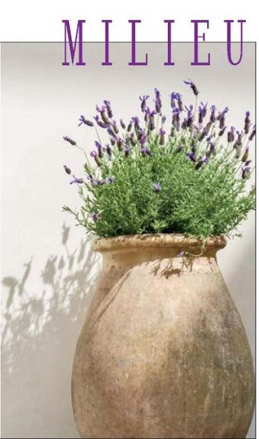 Splenderosa: Milieu...it's coming....+ Lavender In Terracotta Pot, Pamela Pierce, Milieu Magazine, Spanish Lavender, Spanish Garden, Olive Jar, Garden Urns, Inspired Interiors, Terracotta Pot