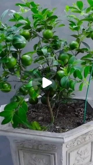 The Planto Facts on Instagram: "New technique of growing lemon tree #reels #instagram" Grow Lemon, Growing Lemon Trees, How To Grow Lemon, Lemon Trees, Reels Instagram, Lemon Tree, How To Grow, Planting, To Grow