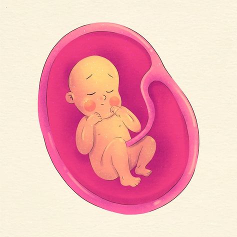 Free vector watercolor painted fetus ill... | Free Vector #Freepik #freevector #baby-womb #fetus #embryo #reproduction Womb Illustration, Baby In Womb, Cord Blood Banking, Safe Family, Umbilical Cord, Genetic Disorders, Bank Of India, Stem Cells, Banking