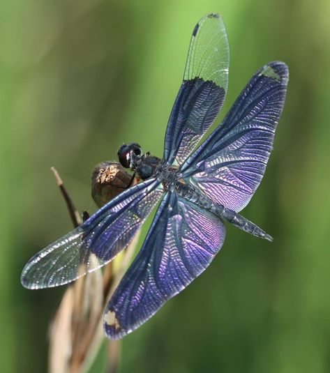 Dragonfly Lovers | Purple Shades | Facebook Dragonfly Purple, Purple Dragonfly, Purple Shades, Butterflies, Shades, Halloween, Purple