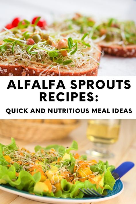 Delicious Alfalfa Sprouts Recipes Alfalfa Sprouts Salad, Alphalfa Sprouts, Recipes With Sprouts, Alfalfa Sprouts Recipes, Homesteader Recipes, Nutritious Meal Ideas, Bean Sprout Recipes, Microgreens Recipe, Sprouts Recipes