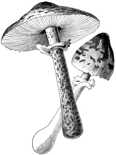 vintage botanical graphics, clip art mushroom, black and white garden clipart, mushroom illustration, old book page Botanical Illustration Black And White, Fruits Drawing, Mushroom Drawing, Garden Illustration, Illustration Botanique, Pokemon Coloring Pages, Pokemon Coloring, Fruit Illustration, Images Vintage