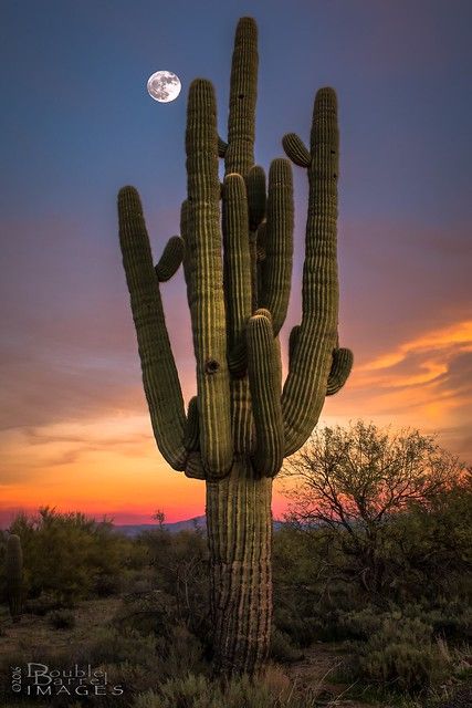 Desert Places, Desert Aesthetic, Arizona Sunset, Arizona Landscape, Succulent Gardens, Desert Botanical Garden, Cactus Desert, Desert Life, Scenic Photos