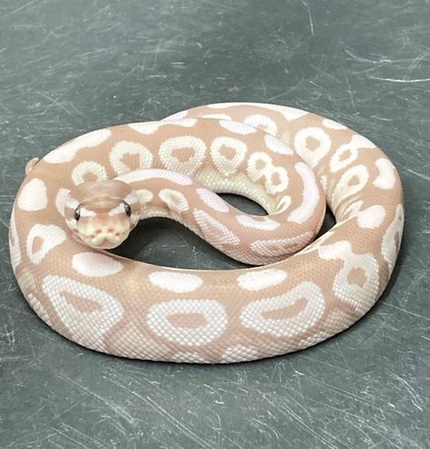 Hall Python Morphs, Banana Pied Ball Python, Sketty Noodle, Banana Python, Mojave Ball Python, Banana Ball Python, Snake Morphs, Baby Ball Python, Royal Python