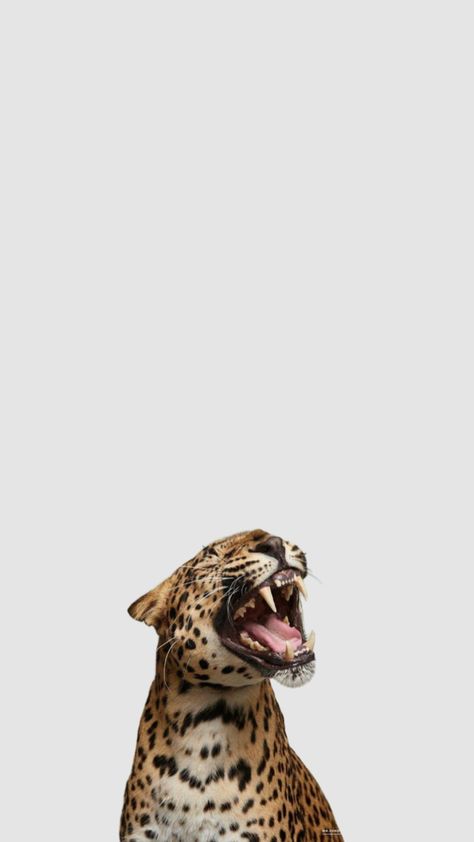 Leopard Print Background, Cheetah Print Wallpaper, Cow Print Wallpaper, Nyc Aesthetic, Iphone Wallpaper Photos, Edgy Wallpaper, Cute Cartoon Drawings, Old Wallpaper, Leopards