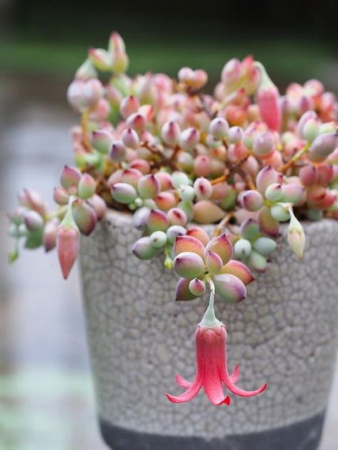 Cotyledon Pendens Care & More To Know About This Beautiful Trailing Succulent | Succulent City Window Sill Flowers, Cotyledon Pendens, Pink Plants, Gardening Pots, House Planter, Split Rock, Cactus Planta, Green Ideas, Different Shades Of Red