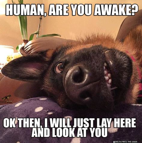 German Shepherd Memes, Animal Humour, Dog German, Dog Jokes, Cute Animal Memes, Funny Animal Photos, Funny Dog Memes, Funny Animal Quotes, Funny Dog Pictures