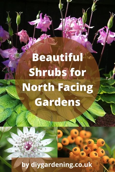 North West Garden, Shrubs For North Side Of House, North Facing Yard Landscaping, Climbers For North Facing Wall, North Facing Garden Uk, North Garden Ideas, North Facing House Landscaping, North Facing Flower Bed Front Yards, North West Facing Garden