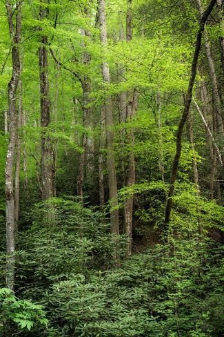 size: 12x8in Photographic Print: USA, West Virginia, New River Gorge National Park. Forest in spring foliage. by Jaynes Gallery : Virginia Forest, Forest In Spring, New River Gorge National Park, Spring Foliage, New River Gorge, Park Forest, Model Train Scenery, New River, Model Train