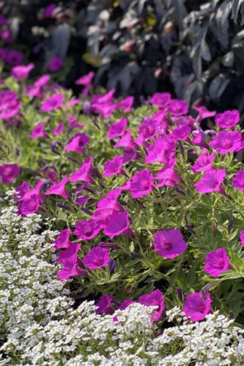 SUPERTUNIA VISTA® JAZZBERRY® Petunia Proven Winners Perennials, Garden Calendar, Fuchsia Purple, Starting A Garden, Lavender Plant, Pink Garden, Annual Flowers, Gardening Advice, Lambs Ear