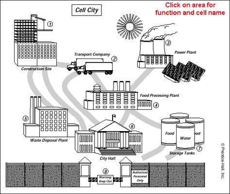 science.life.education: IMAGES & ANALOGIES AND MODELS & SYMBOLS Cell City Project, Cell Analogy, Cell City, Cell Parts, Cells Project, Cell Organelles, Animal Cell, Plant Cell, Cell Wall