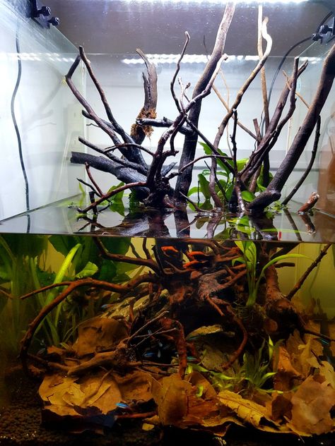 Black Water Aquarium, Betta Paludarium, Diy Ecosystem, Tropical Vivarium, Blackwater Aquarium, Aqua Scape, Aquascape Ideas, Frog Tank, Biotope Aquarium