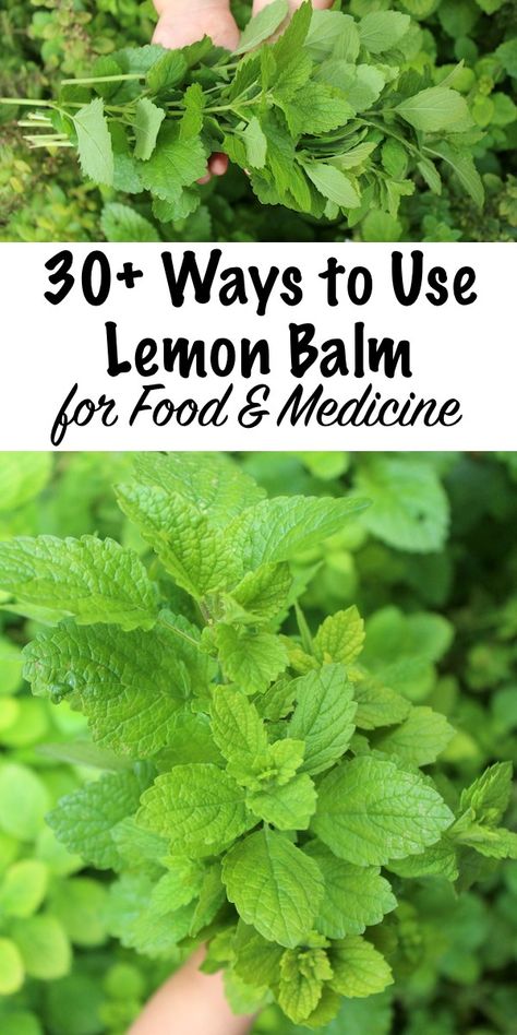 Lemon Balm Uses, Lemon Balm Recipes, Lemon Balm Plant, Lemon Balm Extract, Lemon Benefits, Herbal Recipes, Herbs For Health, Lemon Balm, Healing Herbs