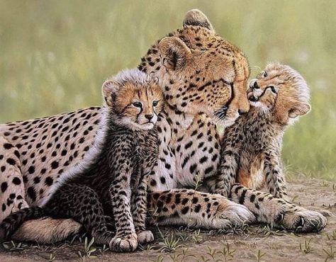 Cheetah Moms With Their Little Cheetos Cheetah Family, Cheetah Cubs, Majestic Animals, Cheetahs, Nature Wildlife, Wildlife Animals, African Animals, Beautiful Cats, 귀여운 동물