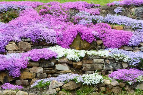 Creeping Phlox English Ivy Plant, Phlox Plant, Creeping Phlox, Rock Garden Plants, Berry Plants, Ivy Plants, Rock Gardens, Covered Garden, Ground Cover Plants