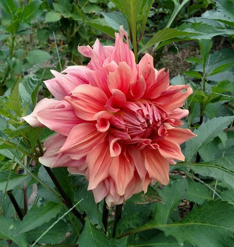 Sierra Glow Dahlia, Types Of Dahlias, Cut Flower Garden, Jewel Tones, Cut Flowers, Dahlia, Flower Garden, Plants, Flowers