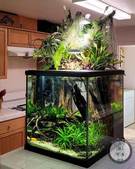 Our 60 gallon jungle scape. Set up on the end of our breakfast bar, this tank is viewable 360° from our kitchen, dining area, and living room. The tank itself is a 60cm (24 inch) cube, the display reaches nearly 4ft tall to the tip of the lily blooms. Tillandsias, bromeliads, lily's, and variegated Boston fern provide a backdrop and canopy for a bed of red fittonias and Christmas moss. The tank itself features 3 varieties of echinodorus. #aquarium #aquascape #naturescape #fishtank #design Freshwater Plants, Aquarium Set, Above The Rim, Fish Tank Terrarium, Aquascape Design, Indoor Water Garden, Mini Aquarium, Nano Aquarium, Aquarium Landscape