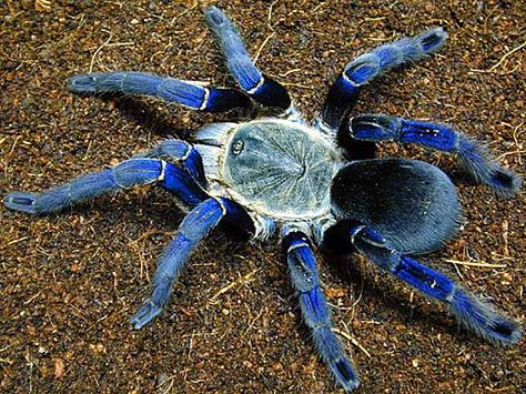 spider cobalt Blue Tarantula, Pet Tarantula, Spiders Scary, Itsy Bitsy Spider, Interesting Animals, Beautiful Bugs, Cutest Animals, Creepy Crawlies, Arthropods