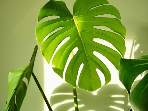 You're Probably Not Giving Your Monstera Enough Light — Here's How Much It Needs Lawn Care Tips, Plant Lady, House Plant, Lawn And Garden, Raised Garden, Raised Garden Beds, Lawn Care, Garden Beds, Plant Care