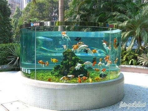 Outdoor Fish Tank, Goldfish Aquarium, Taman Air, Amazing Aquariums, Goldfish Tank, Cool Fish Tanks, Goldfish Pond, Aquarium Ideas, Cool Fish