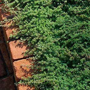 Thymus pseudolanuginosus. Wooly Thyme. Drought resistant. Comes in lots of colors! Thymus Pseudolanuginosus, Woolly Thyme, Wooly Thyme, Thyme Plant, Drought Resistant Plants, Ground Covering, Plant Guide, Fine Gardening, Ground Cover Plants