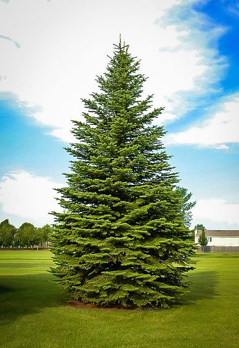 Golden Landscape, Colorado Spruce, Plants Pictures, Thuja Green Giant, Picea Pungens, Wind Break, Conifer Trees, Dream Yard, Spruce Tree