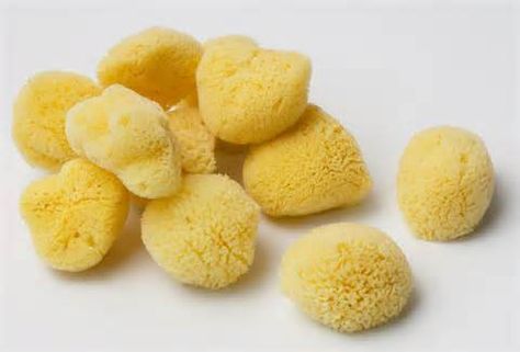 In order to choose best Sea Sponges Suppliers keep follows these tips. Quality matters a lot when it comes to Sea Sponges therefore opt for quality suppliers. Phylum Porifera, Natural Sea Sponge, Natural Sponge, Sea Sponge, Facial Sponges, Kingdom Animalia, Bath Sponge, Bath Brushes, Clean Makeup