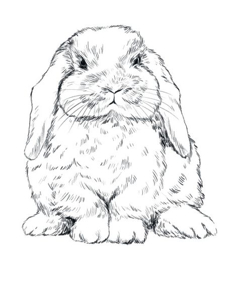 Realistic Bunny Drawing, Holland Lop Bunny Tattoo, Lop Rabbit Drawing, Holland Lop Drawing, Lop Bunny Drawing, Holland Lop Tattoo, Cute Bunny Sketch, Drawing A Bunny, Fan Art Avatar