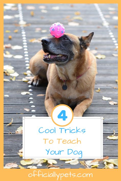 Impress your friends with these 4 easy-to-teach dog tricks. Your pup will be begging you to show them | #Amigurumi_Patterns #Fun_Dog_Tricks #Fun_Tricks_To_Teach_Your_Dog #Dog_Tricks_Training_Step_By_Step Tricks To Teach Your Dog, Cool Tricks, Dog Tricks, Dog Steps, Dog Brain, Best Dog Training, Dog Hacks, Dog Agility, Dog Parents