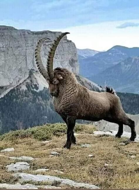 The Alpine ibex, also known as the steinbock, bouquetin, or simply ibex, is a species of wild goat that lives in the mountains of the European Alps. Hooved Animals, Alpine Ibex, Box Sculpture, Regnul Animal, Mountain Goats, Photo Animaliere, Unique Pictures, Paradise Lost, Animale Rare