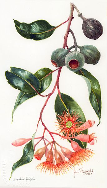 Helen Fitzgerald - Eucalyptus ficifolia, nuts & buds Gum Leaf Drawing, Gum Leaves Drawing, Gum Tree Drawing, Gumnuts And Leaves, Australian Botanical Illustration, Flowering Eucalyptus, Fynbos Illustration Botanical Prints, Eucalyptus Illustration Botanical, Flowering Gum