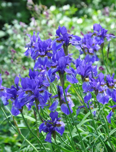 Three Dogs in a Garden: How to Grow Siberian Iris Iris Siberica, Yellow Garden Spider, Clay Soil Plants, Siberian Iris, Garden Spider, Grassy Meadow, Hardy Geranium, Full Sun Perennials, Yellow Garden