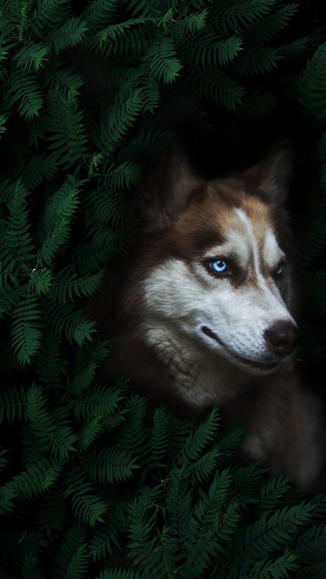 Husky Photography, Husky Portrait, Wolf Dog, Husky, Wallpapers, Dogs, Photography, Animals, Nature