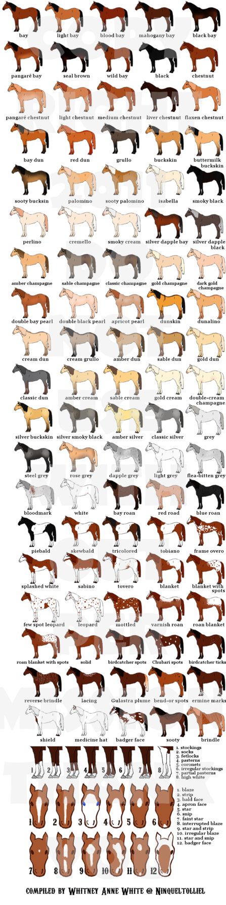 Horse Information, Cai Sălbatici, Horse Facts, Rasy Koni, Horse Anatomy, Types Of Horses, Horse Tips, Chestnut Color, All About Horses