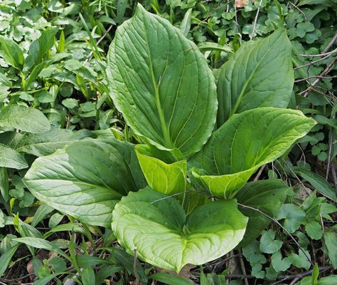 Symplocarpus foetidus (Meadow Cabbage, Polecat Weed, Skunk Cabbage, Skunk Weed, Swamp Cabbage) | North Carolina Extension Gardener Plant Toolbox Swamp Cabbage, Skunk Cabbage, Swamp Creature, Garden Problems, Perennial Herbs, Native Garden, Growing Flowers, Tiny Flowers, Lavender Flowers