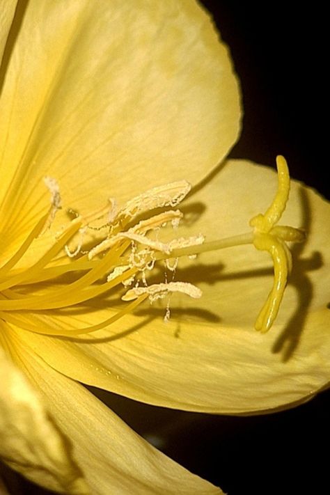 A blooming yellow evening primrose Primrose Aesthetic, Dark Hour, Evening Primrose Flower, Longevity Diet, Night Walk, Primrose Oil, Evening Primrose Oil, Flower Photography, Scientific Illustration