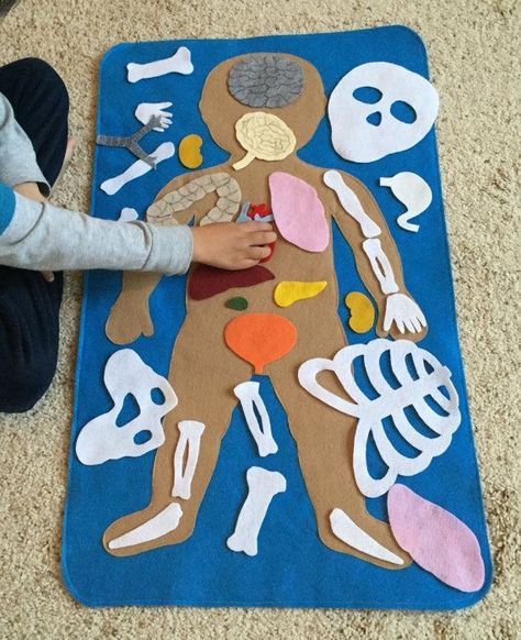 Science Toys, Felt Board, Toddler Learning Activities, Montessori Activities, Toddler Learning, Human Anatomy, Science For Kids, Preschool Learning, Montessori Toys