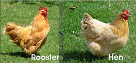 Buff Orpington Ameraucana Rooster, White Leghorn Chicken, Sunshine Character, Rhode Island Red Rooster, Leghorn Rooster, Barred Rock Chickens, Best Chicken Breeds, Chicken Memes, Buff Orpington Chickens