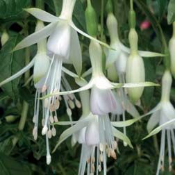 Fuchsia Plant, نباتات منزلية, Fuchsia Flower, Fuchsia Flowers, Moon Garden, Creative Gardening, White Gardens, Garden Layout, Gardening For Beginners