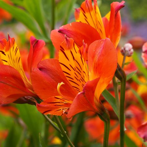 Peruvian Lily, Stationery Gifts, Peruvian Lilies, Flower Orange, Flower Canvas Wall Art, Lily Flower, Blossom Flower, Unique Wall Art, Summer Garden