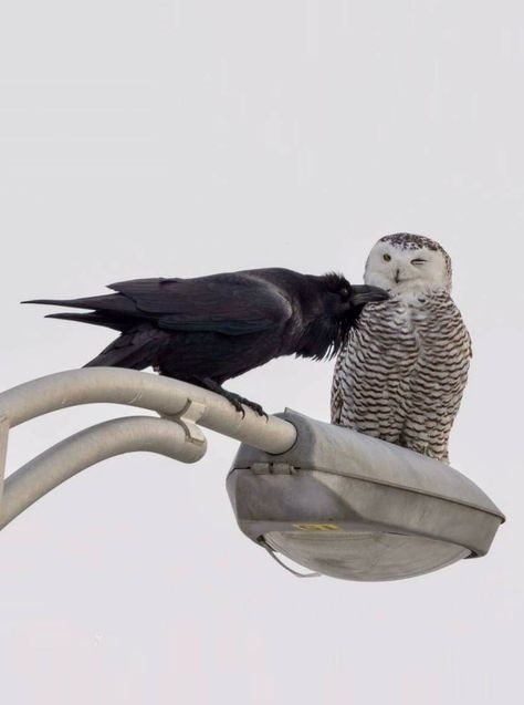 Raven and Snowy Owl have a chat Snowy Owl, Quebec City, Birds, Black And White, White, Black