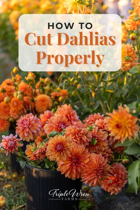 Did you know that if you cut your dahlias deeply, it will keep your plants healthier and make them chug out longer, strong stems? If you cut too short, your dahlia stems will become weak and floppy.   In this post, you'll learn how to cut your dahlias in the way that makes them grow best---and that means more and better blooms for your garden!  Click here to read! Dahlia Flower Garden, Dahlia Care, Planting Dahlias, Flower Farming, Cut Flower Farm, Growing Dahlias, Dahlias Garden, Plant Magic, Dahlia Flowers