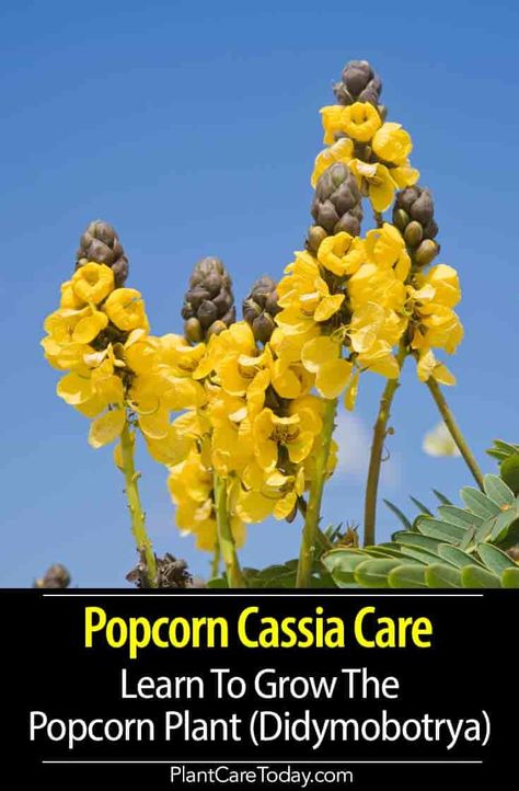 Popcorn Cassia (Cassia Didymobotrya) also known as senna, strong peculiar scent when leaves are rubbed or bruised. [DETAILS] Popcorn Plant, Garden Annuals, Shade Grass, Low Water Gardening, Stone Plant, Future Garden, Plants Succulents, Plant Problems, Planting Shrubs