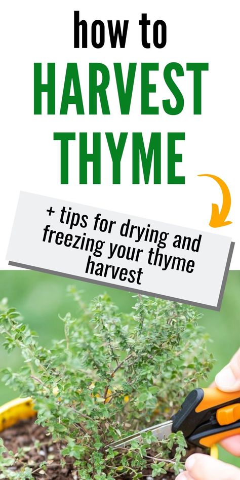 Freezing Fresh Thyme, How To Dry Fresh Thyme, Dry Thyme How To, Preserving Fresh Thyme, How To Preserve Thyme, How To Freeze Fresh Thyme, What To Do With Fresh Thyme, How To Dry Thyme Fresh Herbs, Drying Thyme Fresh Herbs